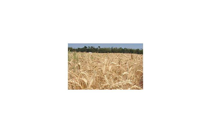El trigo subió fuerte: 4,5%