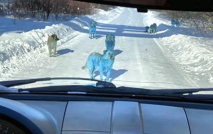 Agencias de derechos de los animales dijeron que la salud de los perros azules probablemente no esté en peligro.