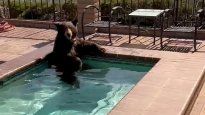 eeuu: un oso combatio la ola de calor metiendose en una pileta familiar