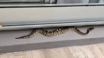 susto en palermo: aparecio una piton en el balcon de un departamento