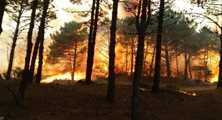 El fuego consumió cerca de un kilómetro y medio de hectáreas de bosque.