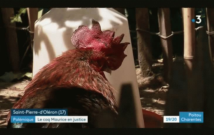 Insólito: gallo francés, a juicio por cantar demasiado temprano