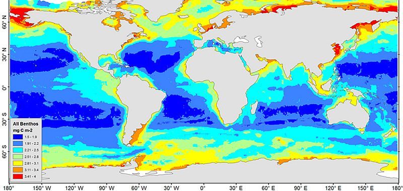 Dieron a conocer el primer Censo de Vida Marina (foto 8)