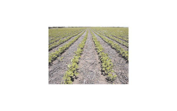 ámbito.com | Cuando está comenzando la siembra de soja en EE.UU., los pronosticadores siguen indicando que el clima en el cinturón sojero y maicero estadounidense entre junio y agosto luce favorable en general.