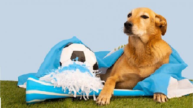 perro argentina.jpg