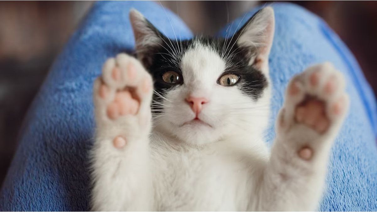 The duck Juan was not the only one: a kitten ended behind bars and its history went viral