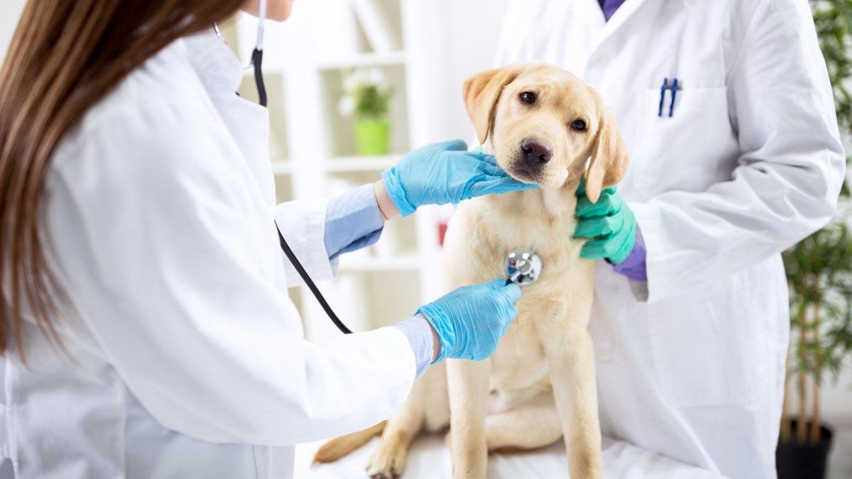 Does your pet have social work?  These are the most popular in Argentina