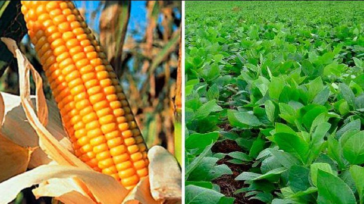 Estaríamos frente a un escenario de escasez de fertilizantes y de alentar a través de esto a un crecimiento de superficie de soja, en desmedro del maíz.