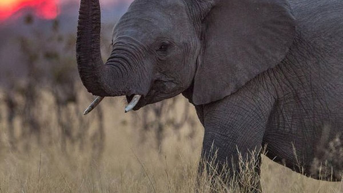 The difficult coexistence between hungry elephants and farmers in Cameroon