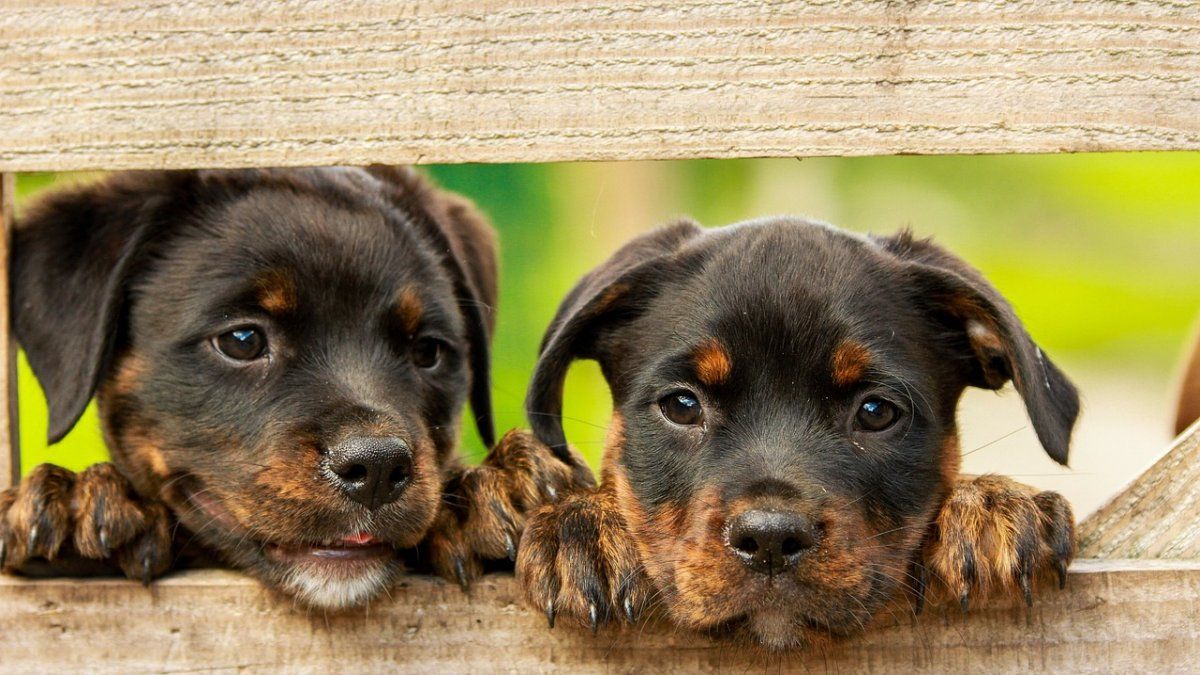 los rottweiler pueden comer uvas