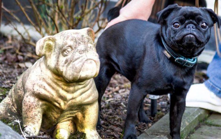 Insólito: municipio alemán incautó y vendió perro por deuda de sus dueños