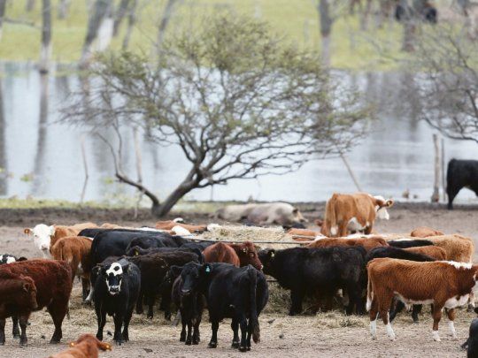 Contrastes. La actividad en la zona pampeana muestra mejoras, mientras que en el norte y Nordeste del país aún no se perciben grandes cambios.