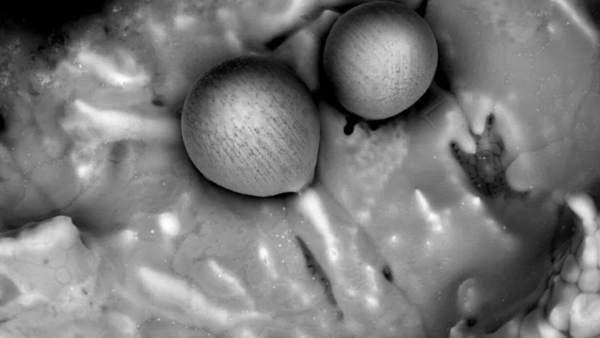 a scientist found alien remains at the bottom of the ocean