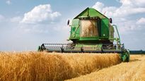 Las altas temperaturas generan mermas y pérdida de área cosechable.