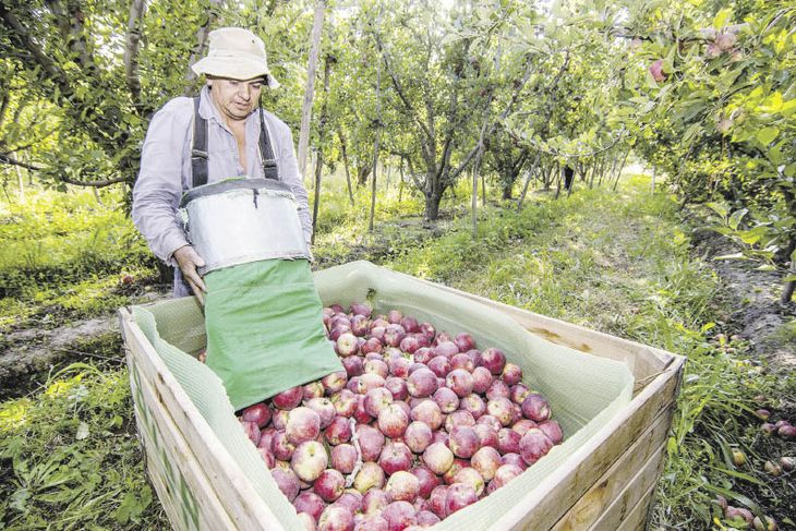 P19 - Nacional Manzana_opt.jpeg