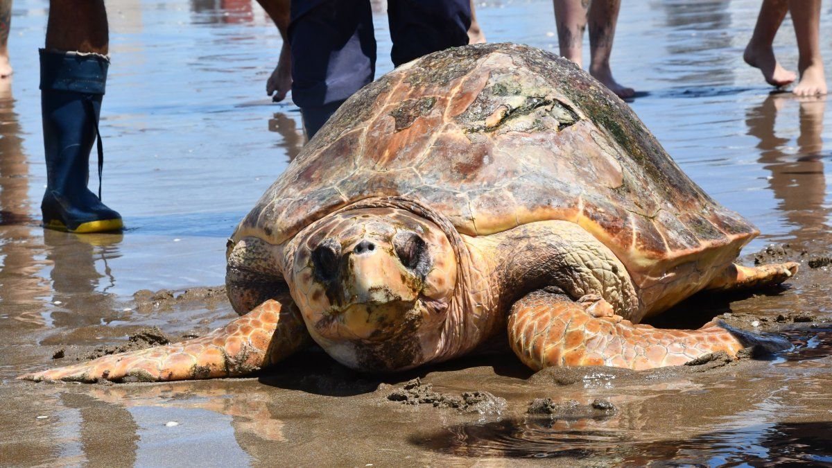 A loggerhead turtle weighing 130 kilos and more than 1 meter in length is rescued and returned to the sea