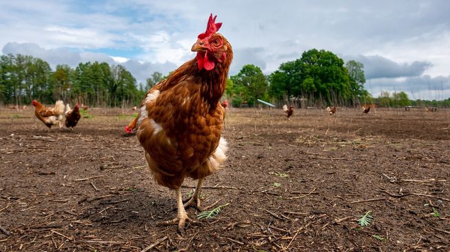El avance de la gripe aviar en Uruguay preocupa al Ministerio de Ganadería, Agricultura y Pesca (MGAP).