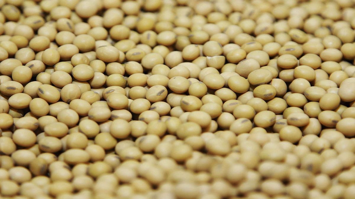 Agriculture of the future: olive seeds adapted to space germinate in China