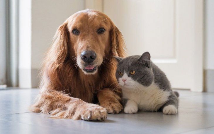 Mascotas: cómo cuidarlas de la pirotécnica. Mascotas: cómo cuidarlas de la pirotécnica.