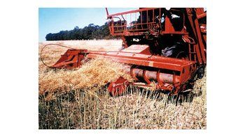 La Bolsa de Cereales prevé que se recolectarán 39,4 millones de toneladas de soja. Otras fuentes privadas, en forma extraoficial, ya calculan que se descenderá a 35 millones de toneladas.