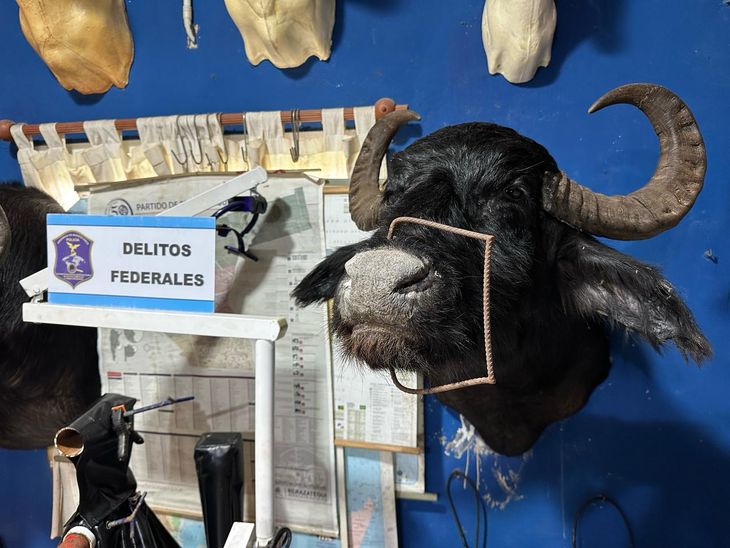 El allanamiento realizado por la Brigada de Control Ambiental revela el tráfico ilegal de animales protegidos. El allanamiento realizado por la Brigada de Control Ambiental revela el tráfico ilegal de animales protegidos.