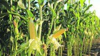 La Sociedad Rural de Rosario critica las políticas de asistencia al agro de Massa.