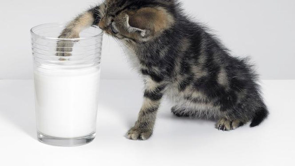 Mascotas: ¿los gatos pueden tomar leche?