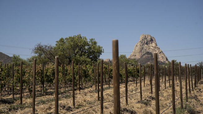peña de bernal viñedo