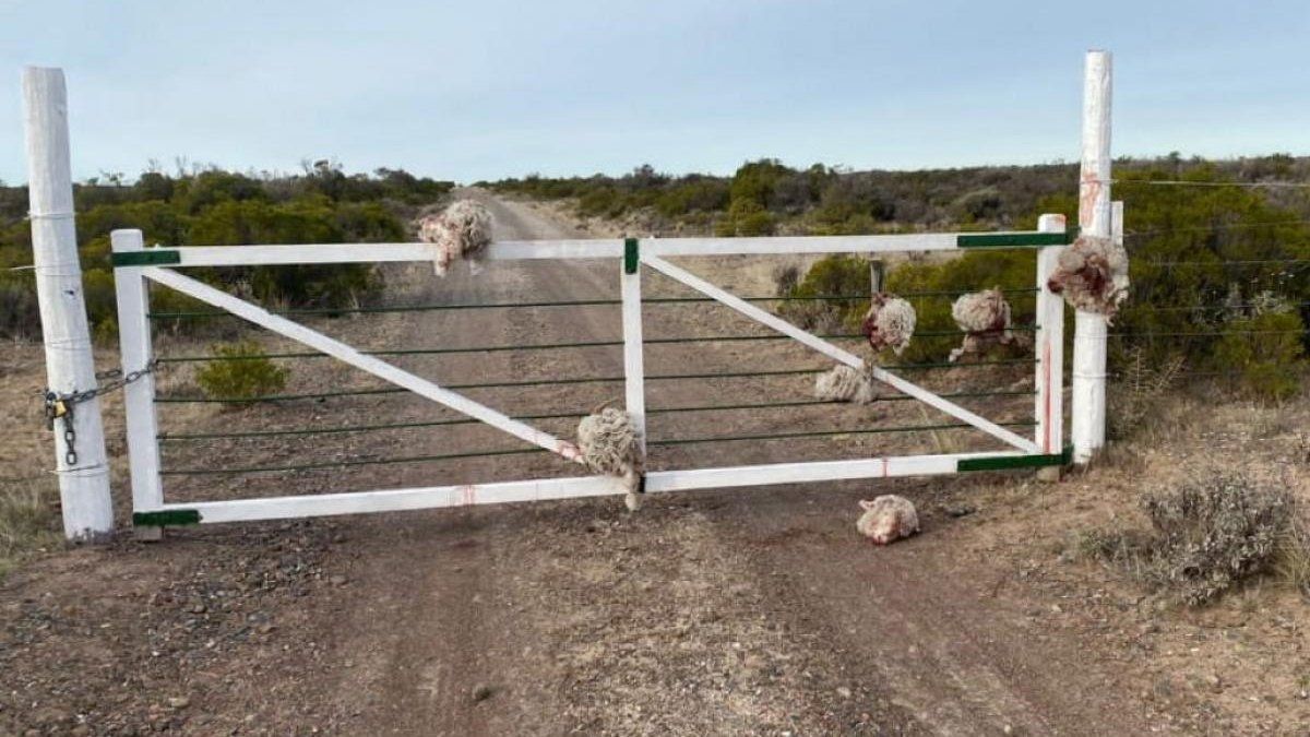 Horror en Trelew: robaron ovejas, las degollaron y dejaron las cabezas colgadas