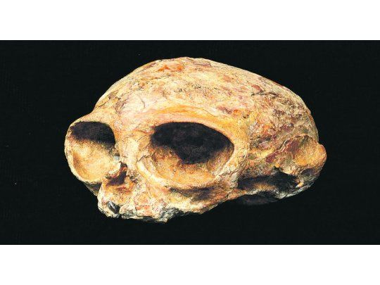 Primate. Está en la cadena de simios. La nueva especie se nombró Alesi.