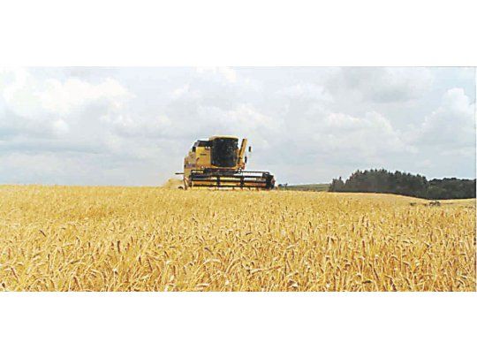 Clima ideal. Remarcan que las precipitaciones ocurridas durante la última semana fueron positivas para el cultivo y serán determinantes para asegurar buenos rindes al momento de la cosecha.