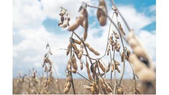 Soja II: crece consumo de proteína