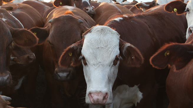 Productores tendrían pagar según las emisiones de metano equivalentes de su ganado.