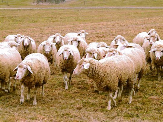 Los productores esperan que Brasil retome sus actividades para exportar ovinos en pie.