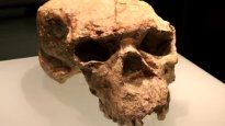 Un cráneo hallado en China, con una antigüedad de entre 940.000 y más de un millón de años, está desafiando las teorías clásicas sobre el origen humano.
