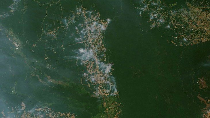 ¿Cuál es la importancia del Amazonas para combatir el cambio climático? imagen-7