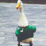 El pato Merlín, la mascota de México en el Mundial 2026. El pato Merlín, la mascota de México en el Mundial 2026.
