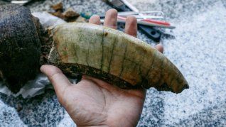 Una parte de los restos fósiles de un Toxodon encontrados en Mar del Plata