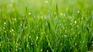The trick to taking care of your grass in the summer. The trick to taking care of your grass in the summer.