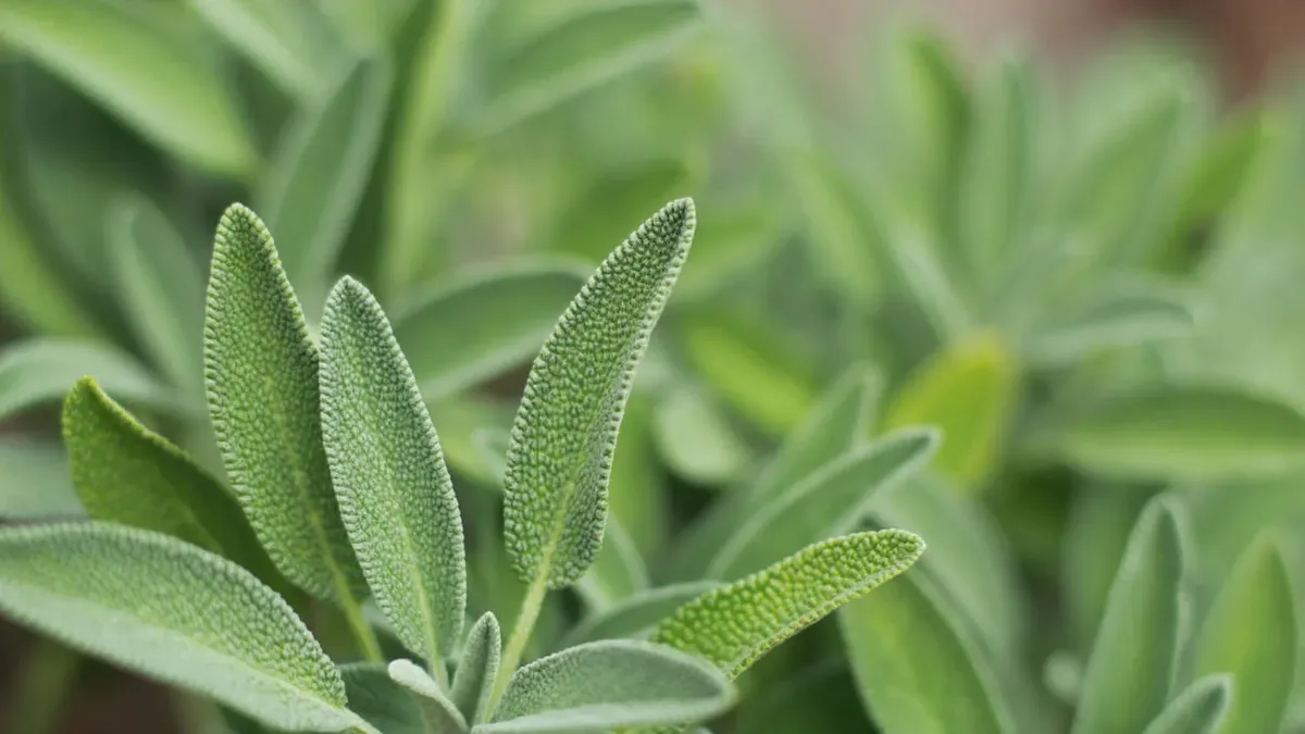 What plant improves glucose level and helps not lose memory