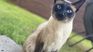 The benefits of having a pet in your home The benefits of having a pet in your home
