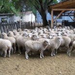 El SENASA confirmó la detección de scrapie clásico en reproductores ovinos importados desde Paraguay en 2021 y 2022. El SENASA confirmó la detección de scrapie clásico en reproductores ovinos importados desde Paraguay en 2021 y 2022.