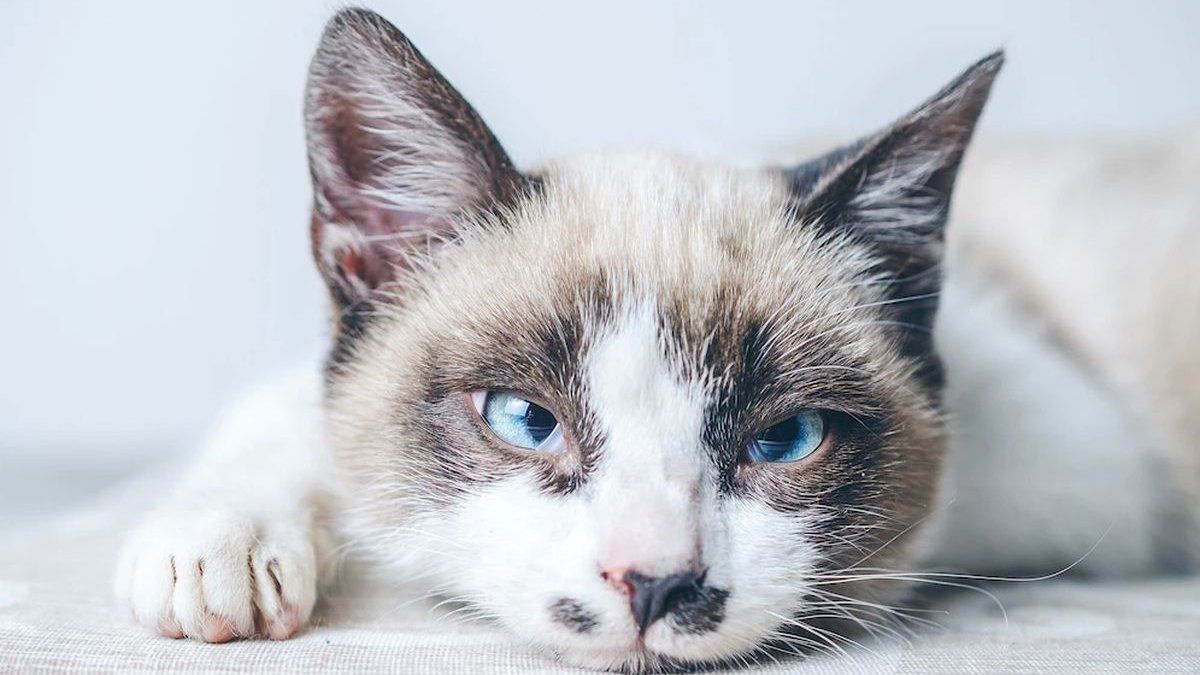 The seven behaviors that show that your cat is sad