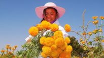 El origen de regalar flores amarillas el 21 de marzo