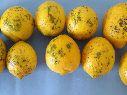 Se investigaran las causas que llevaron a esta situaci&oacute;n para que los limones puedan&nbsp;cumplir con las exigencias fitosanitarias&nbsp; de la Comisi&oacute;n Europea