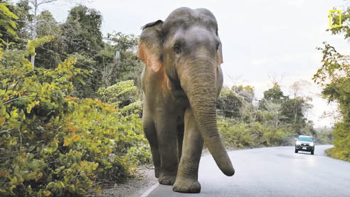Botswana threatens to send 20,000 elephants to Germany for an unusual reason