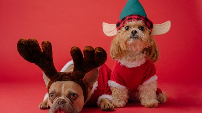 Cómo hacerle un disfraz casero a las mascotas para navidad