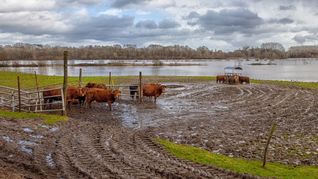 Crecen las alarmas por el Super Niño y se espera uno de los fenómenos más intensos desde 1950. Crecen las alarmas por el Super Niño y se espera uno de los fenómenos más intensos desde 1950.
