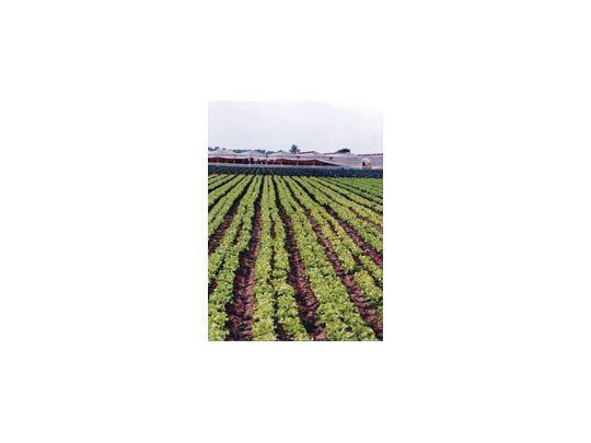La producción agropecuaria argentina se caracteriza por realizarse en campos alquilados, según un informe del Centro de Agronegocios y Alimentos (CEA) de la Universidad Austral.