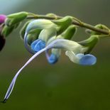 Las flores de la nueva especie presentan una combinación de colores que recuerda a la camiseta de la Selección argentina.
